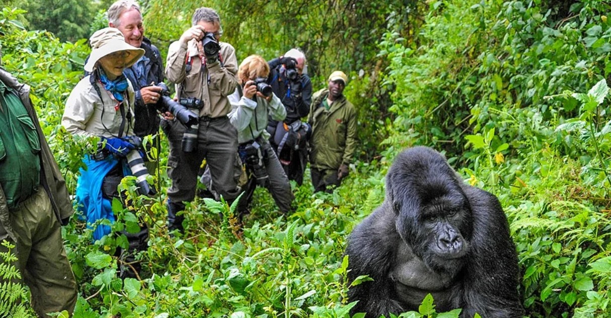 Consigli per la fotografia dei gorilla di montagna - Come fotografare i gorilla di montagna?