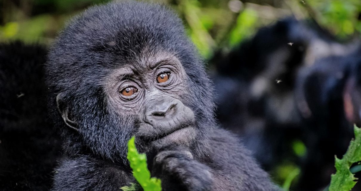 Dove vivono i gorilla di montagna? - L'habitat naturale