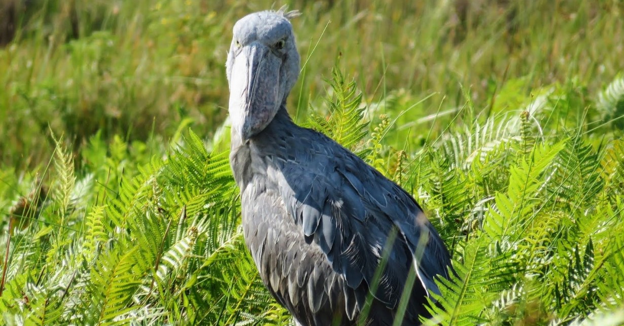Viaggio dal becco a scarpa da Entebbe alla palude di Mabamba: il posto migliore per vedere la cicogna dal becco a scarpa