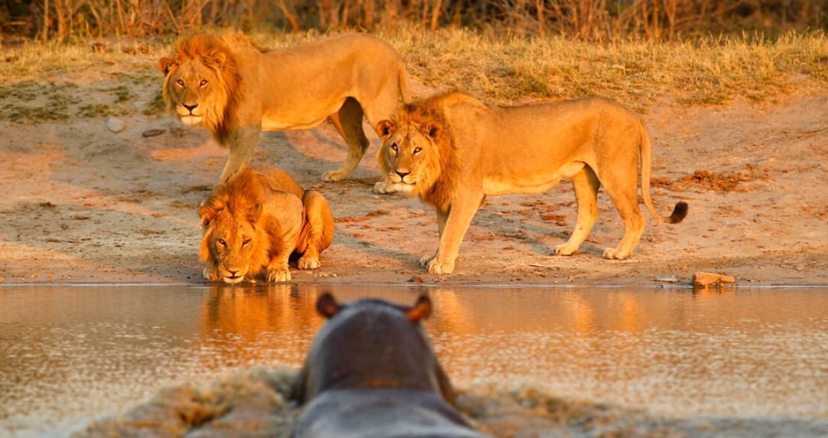 I migliori pacchetti safari in Uganda consigliati