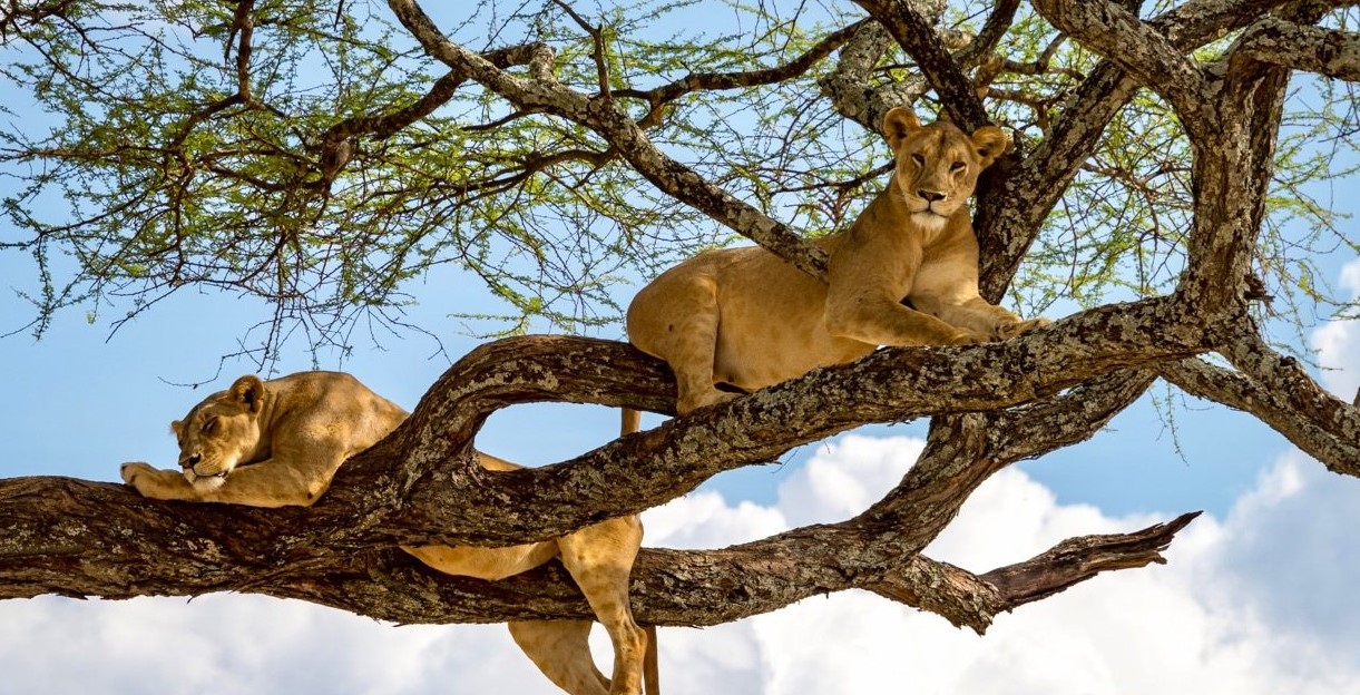 I migliori parchi nazionali e attrazioni per i safari in Uganda