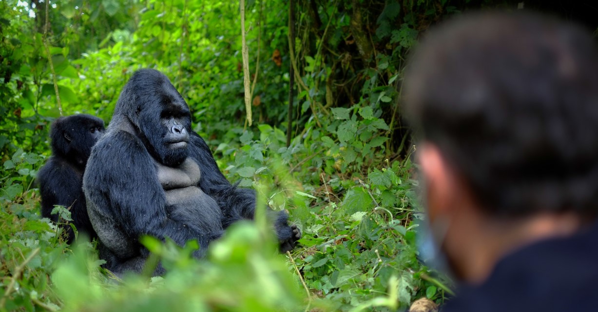 I migliori safari in Uganda occidentale - Safari alla ricerca dei gorilla e alla fauna selvatica