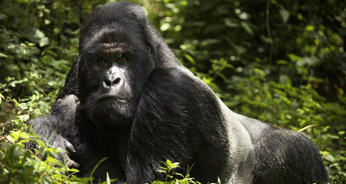 Incontra i gorilla silverback durante il tuo safari nell'Africa orientale
