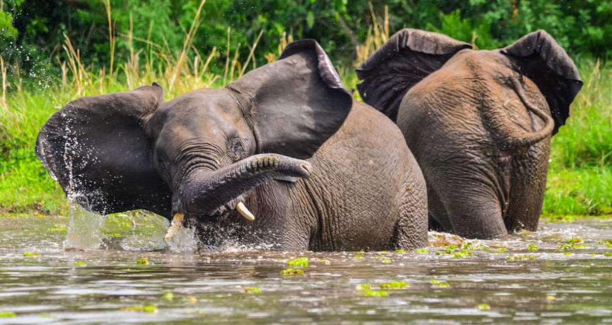 La fauna selvatica del Parco nazionale di Murchison Falls - Uccelli e primati