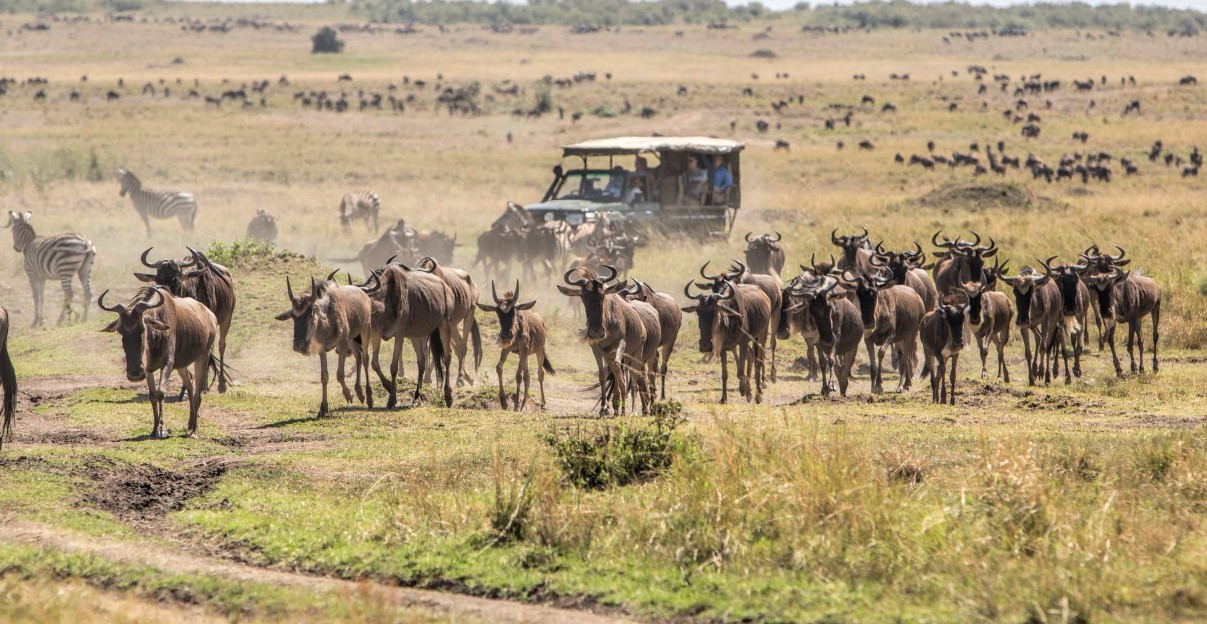 Le migliori destinazioni per i safari in Africa orientale.