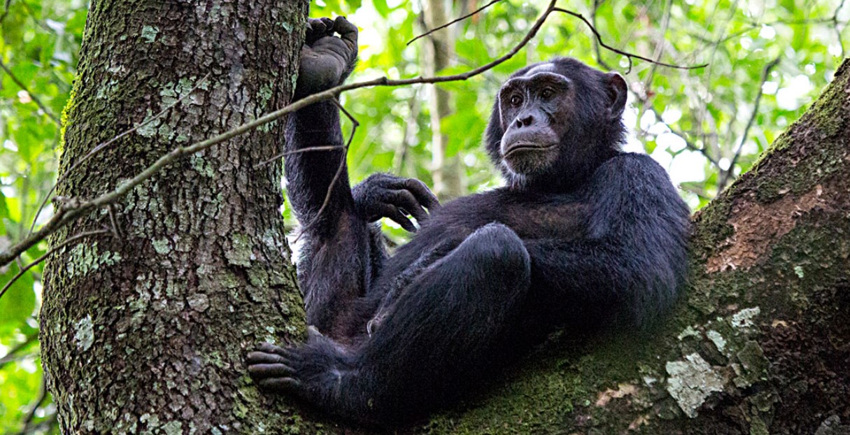 Perché seguire gli scimpanzé in Uganda è una grande esperienza?