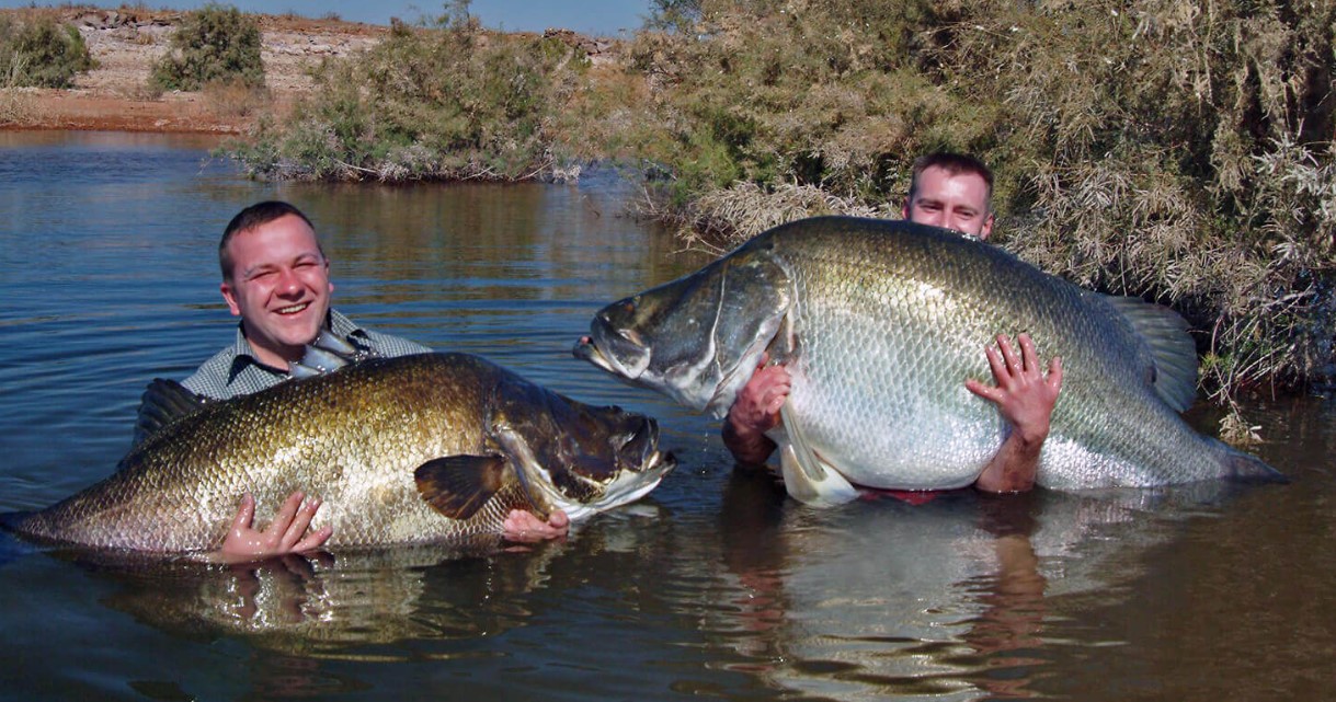 Pesca alle Murchison Falls Uganda - Pesce persico del Nilo e pesce gatto Vundu