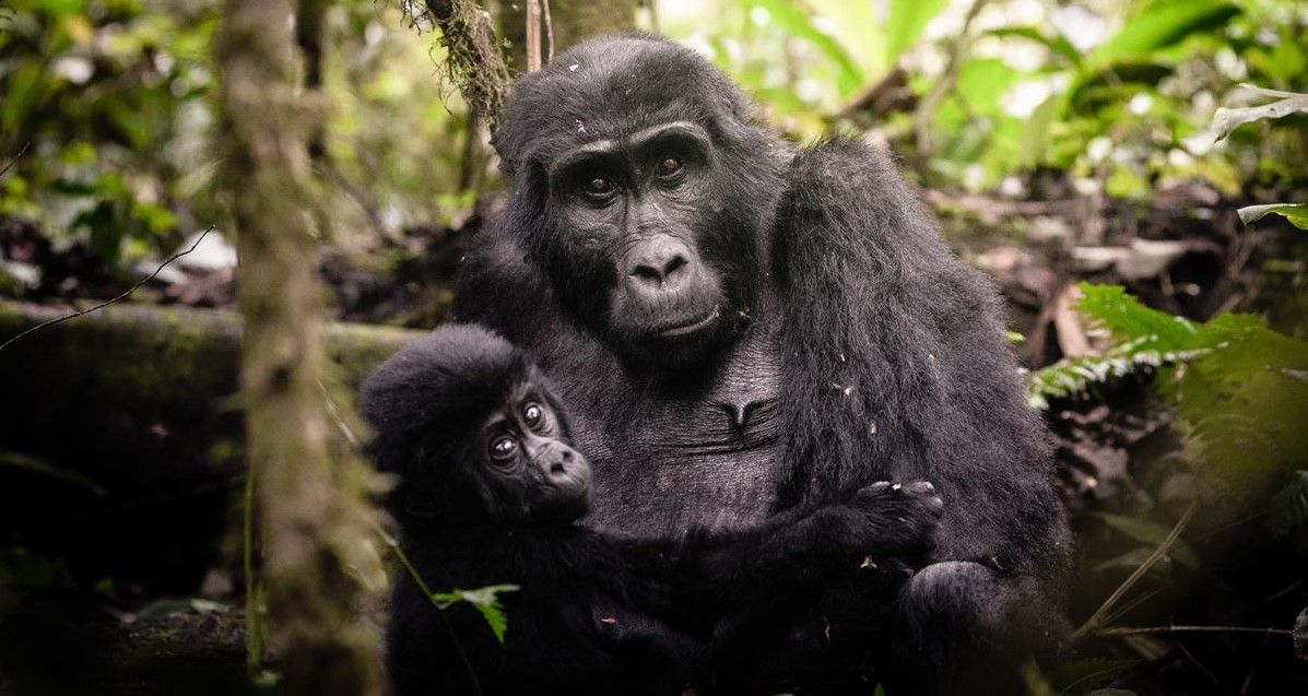 Safari di lusso su misura per l'avvistamento dei gorilla in Uganda - Parco nazionale impenetrabile di Bwindi