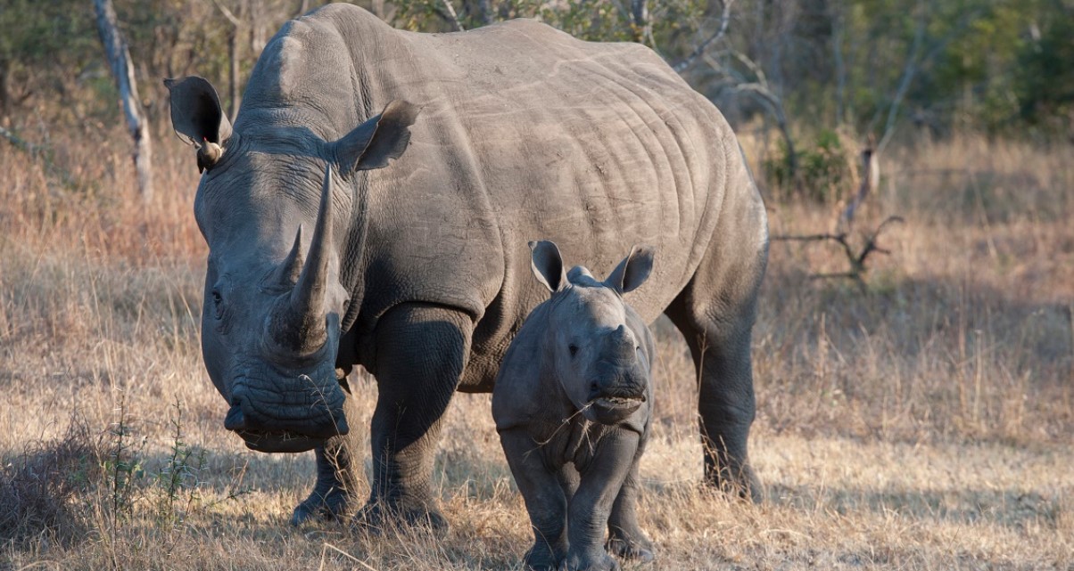 Safari per l'inseguimento dei rinoceronti in Uganda - Parco nazionale delle cascate Murchison