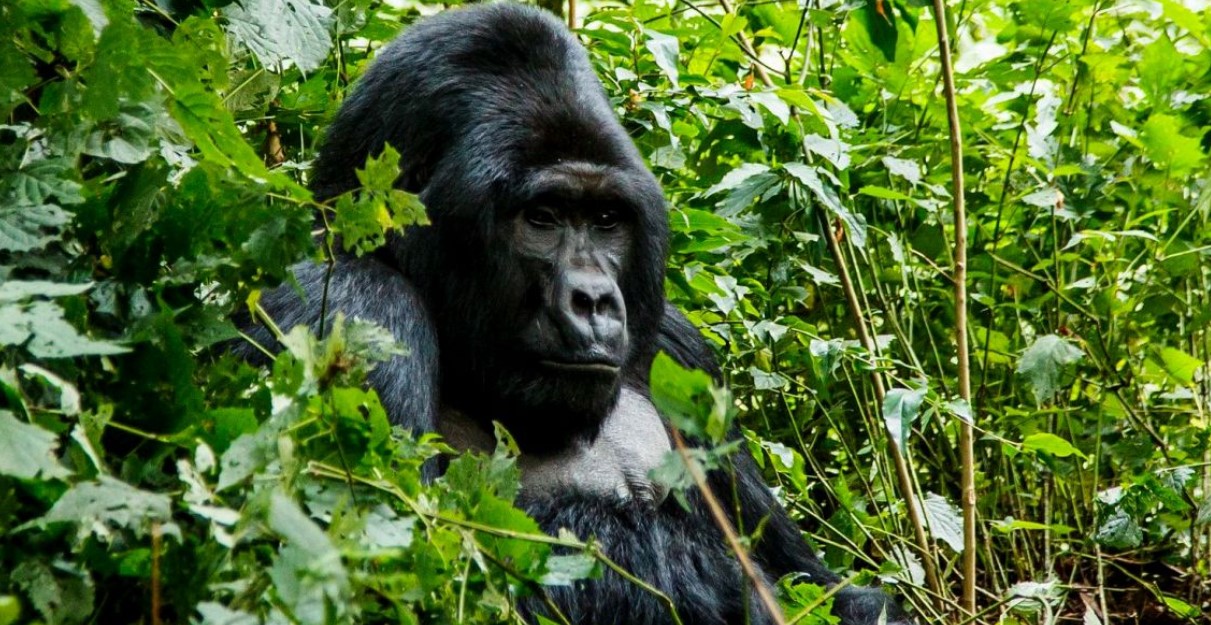 Scoprite il Gorilla tracking in Uganda e Ruanda - foresta di Biwindi e Parco Nazionale dei Vulcani