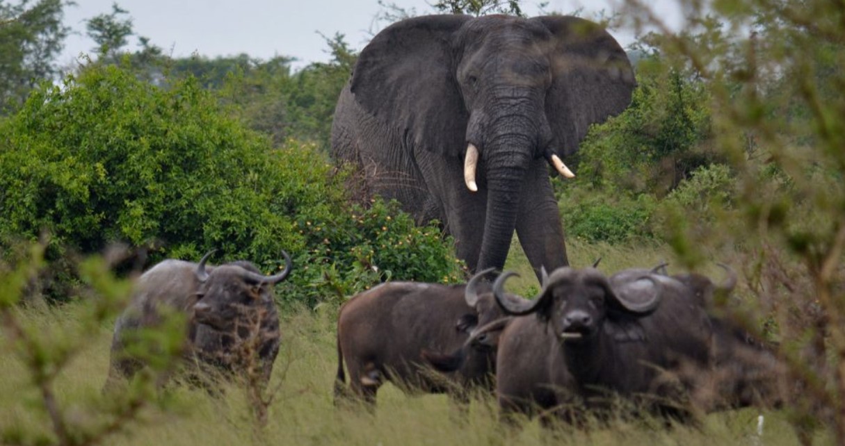 Vacanze safari di lusso in Uganda