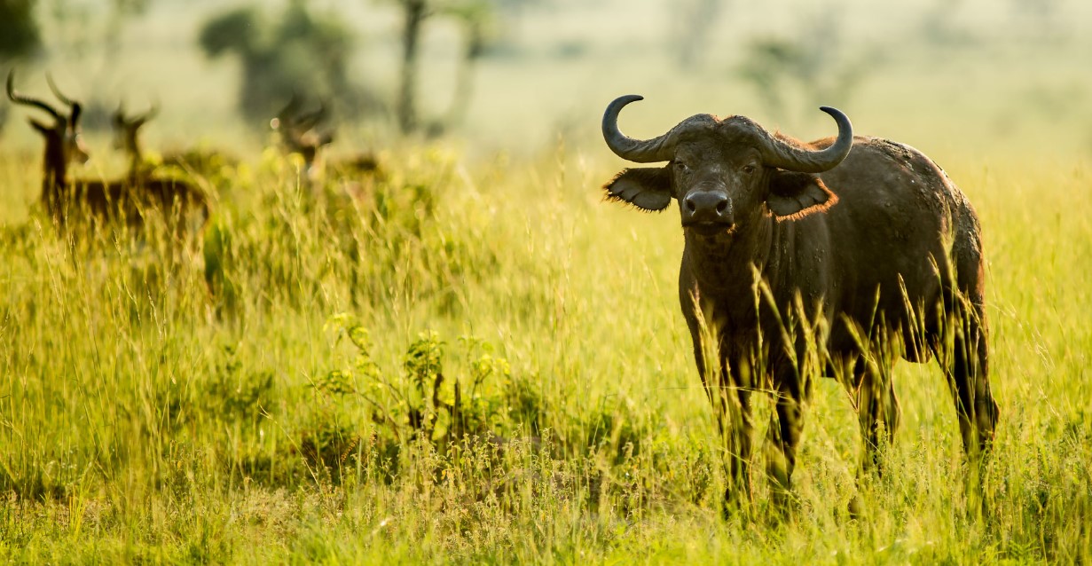 Viaggi economici in Uganda - Safari africani a prezzi accessibili