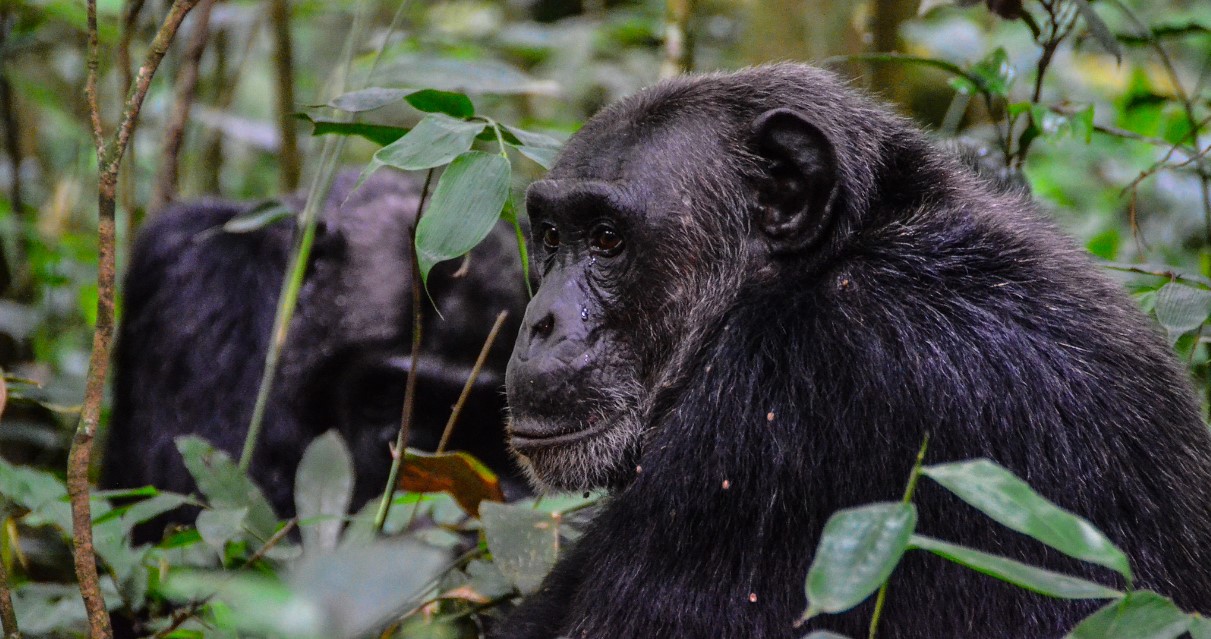 5 attività di safari nel parco nazionale della foresta di Kibale