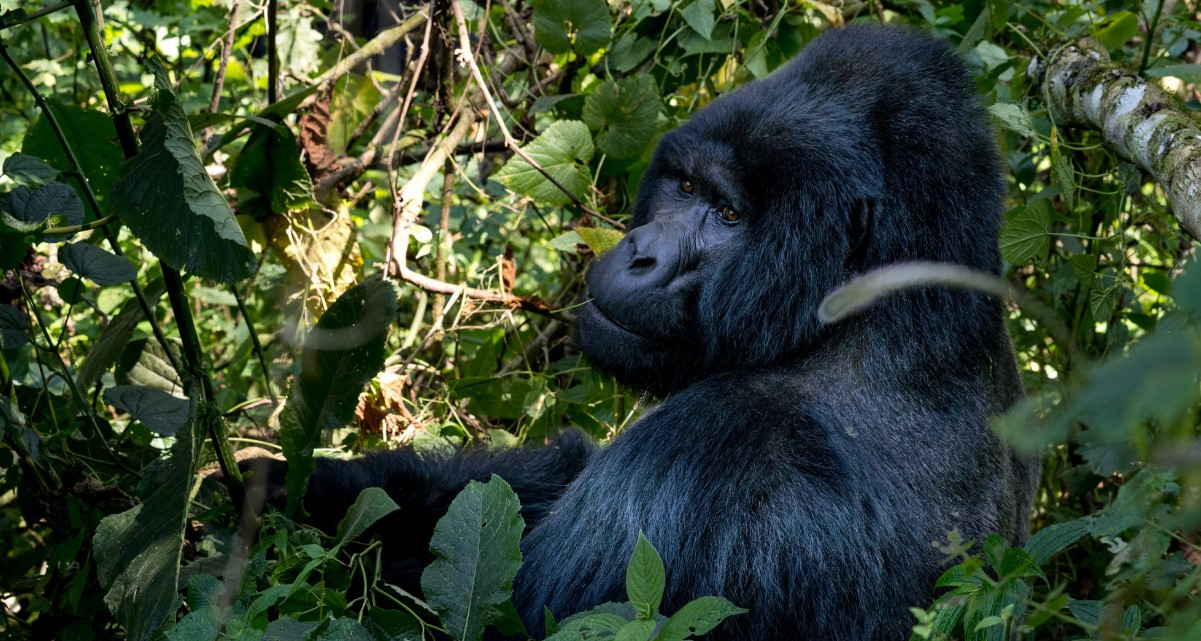 5 giorni nel Parco Nazionale di Bwindi e della Foresta di Kibale
