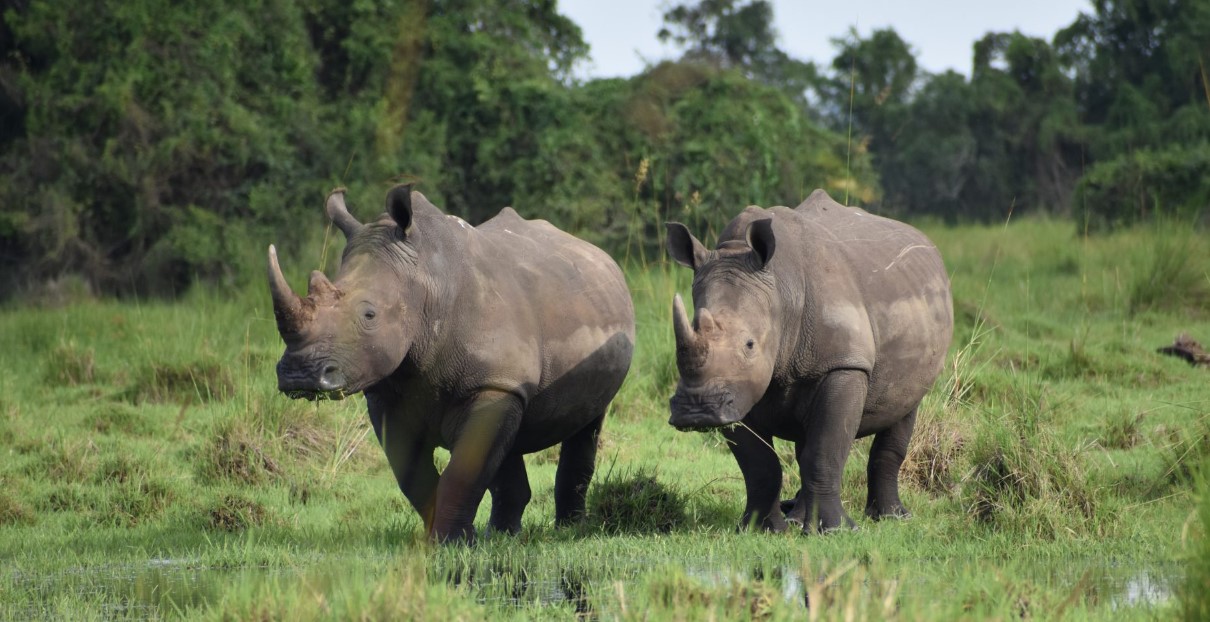 Attività da fare nel santuario dei rinoceronti di ziwa