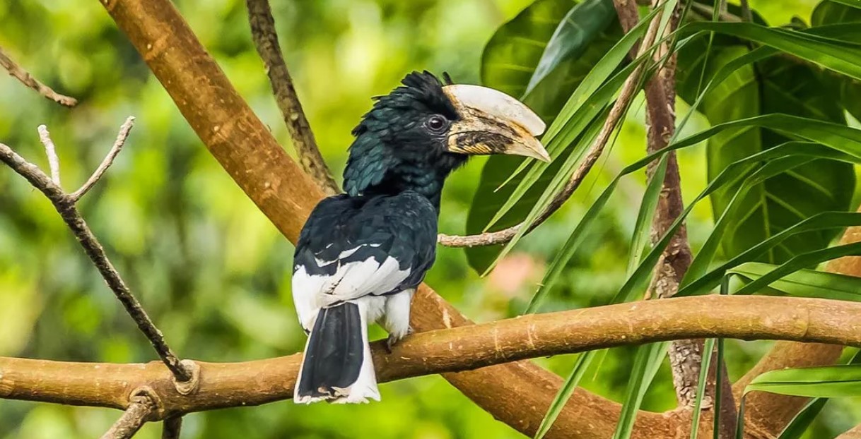 Osservazione degli uccelli nel Parco nazionale delle cascate Murchison